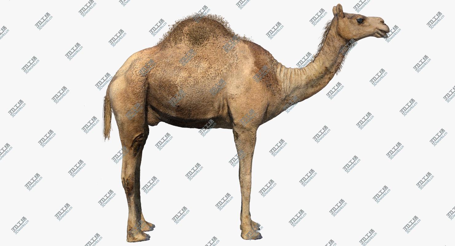 images/goods_img/2021040164/Camel (Rigged) (No fur) 3D model/3.jpg